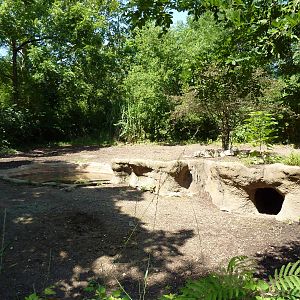 River's Edge - Red River Hog/Bat-Eared Fox Exhibit