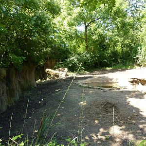 River's Edge - Red River Hog/Bat-Eared Fox Exhibit