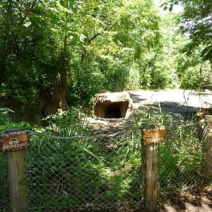 River's Edge - Red River Hog/Bat-Eared Fox Exhibit