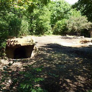 River's Edge - Red River Hog/Bat-Eared Fox Exhibit