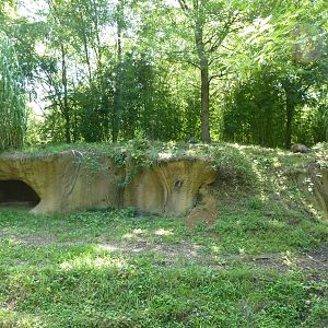 River's Edge - Spotted Hyena Exhibit