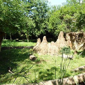 River's Edge - Dwarf Mongoose Exhibit