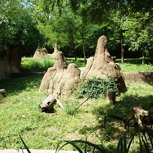 River's Edge - Dwarf Mongoose Exhibit