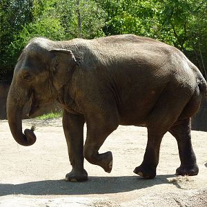 River's Edge - Asian Elephant