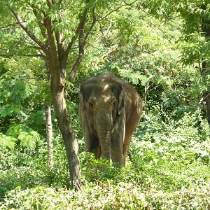 River's Edge - Asian Elephant