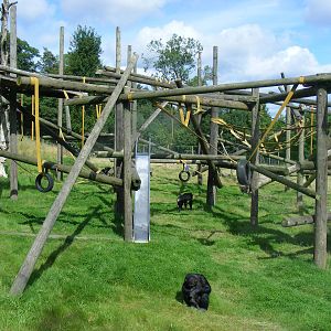 Chimpanzee enclosure at Dudley Zoo, 28 August 2010