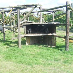 Chimpanzee enclosure at Dudley Zoo, 28 August 2010