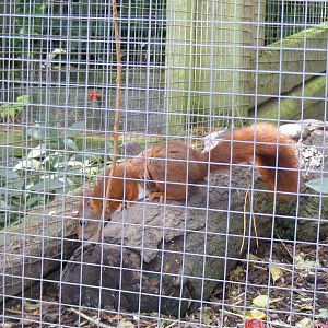 Red squirrel at Dudley Zoo, 28 August 2010