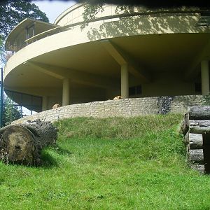 Asiatic lion enclosure at Dudley Zoo, 28 August 2010