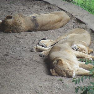 Asiatic lions at Dudley Zoo, 28 August 2010