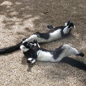 Black and white ruffed lemurs at Dudley Zoo, 28 August 2010