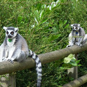 Ring-tailed lemurs at Dudley Zoo, 28 August 2010