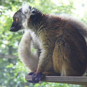 Black lemur at Dudley Zoo, 28 August 2010