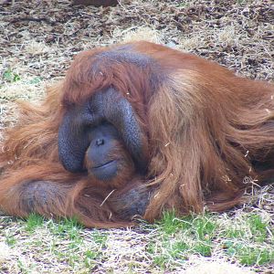Benji the Bornean orangutan at Dudley Zoo, 28 August 2010