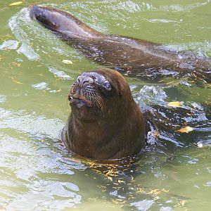 Patagonian sea lions at Dudley Zoo, 28 August 2010