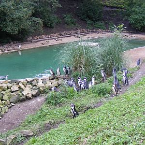Humboldt penguin enclosure at Dudley Zoo, 28 August 2010