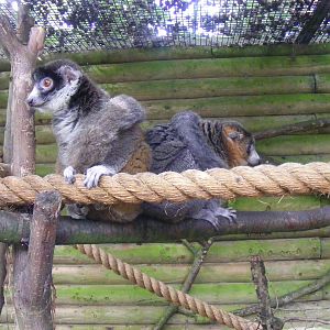 Mongoose lemurs at Dudley Zoo, 28 August 2010
