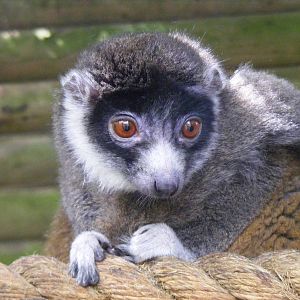 Mongoose lemur at Dudley Zoo, 28 August 2010
