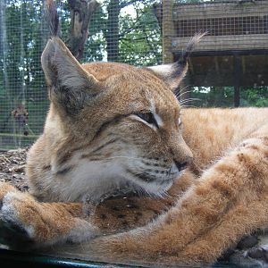 European lynx at Dudley Zoo, 28 August 2010