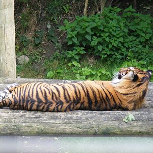 Sarah the Sumatran tiger at Dudley Zoo, 28 August 2010