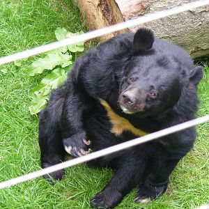 Inca the Asiatic black bear at Dudley Zoo, 28 August 2010