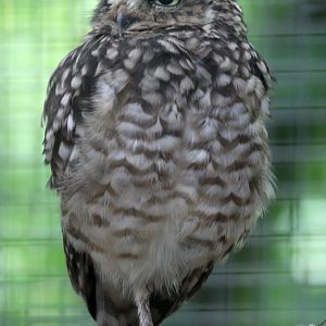 Burrowing owl