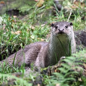 Eurasian otter