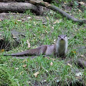 Eurasian otter