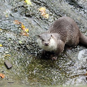 Eurasian otter