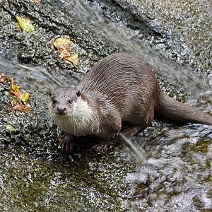 Eurasian otter