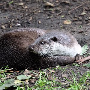 Eurasian otter