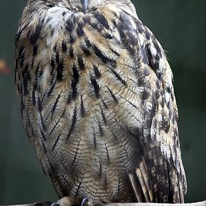 European eagle owl