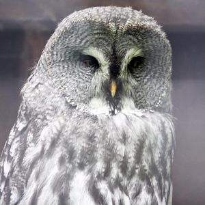 Great grey owl
