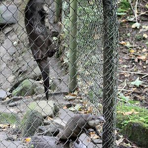 Asian short-clawed otters