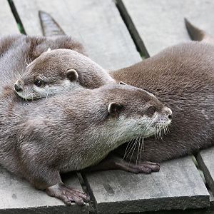 Asian short-clawed otters