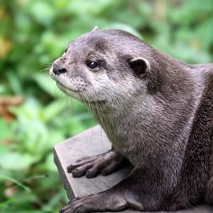 Asian short-clawed otter