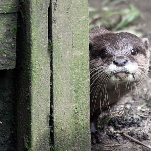 Asian short-clawed otter