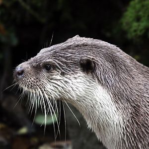 Eurasian otter