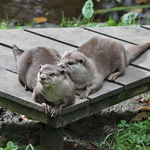 Asian short-clawed otters