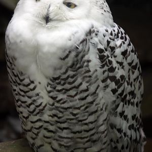 Snowy owl