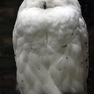 Snowy owl