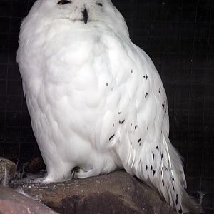 Snowy owl