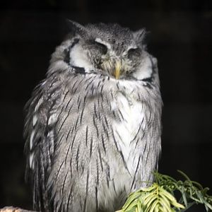 Southern white faced owl