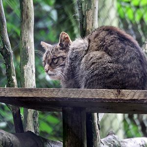 Scottish wild cat
