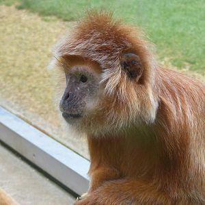 Javan langur at Twycross Zoo, 29 August 2010