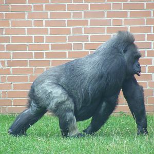 Biddy the gorilla at Twycross Zoo, 29 August 2010