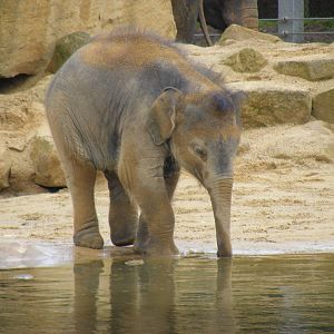 Ganesh Vijay the Asian elephant at Twycross Zoo, 29 August 2010