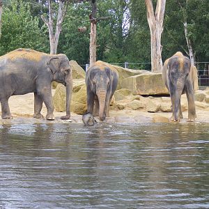 Asian elephants at Twycross Zoo, 29 August 2010