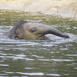 Ganesh Vijay the Asian elephant at Twycross Zoo, 29 August 2010