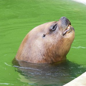 Southern sea lion at Twycross Zoo, 29 August 2010